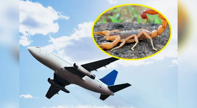 Siguen en las críticas de los usuarios Siguen en las críticas de los usuarios