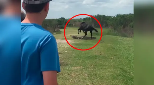 El caballo inició con el enfrentamiento El caballo inició con el enfrentamiento