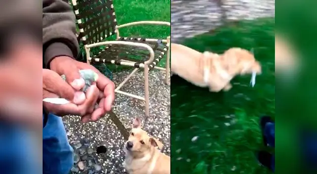 Familia quedó conmocionada por accionar de su perro Familia quedó conmocionada por accionar de su perro