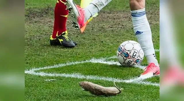 Cancha llena de ratas