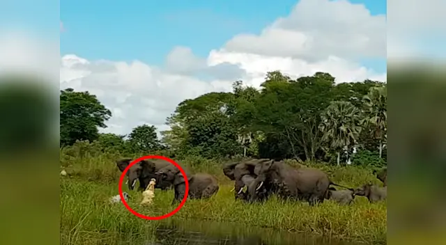 El elefante casi pierde la vida en el ataque El elefante casi pierde la vida en el ataque