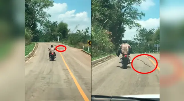 La serpiente aguardaba paciente para hacer su ataque La serpiente aguardaba paciente para hacer su ataque