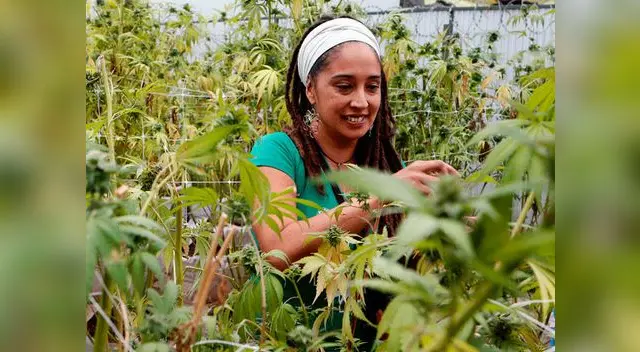 Hoy se celebra el consumo y la lucha por la legalización de la marihuana