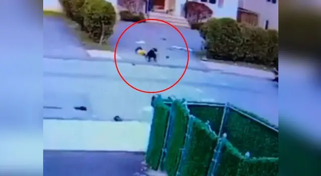 Pitbull ataca a un niño en las calles de Nueva York Pitbull ataca a un niño en las calles de Nueva York