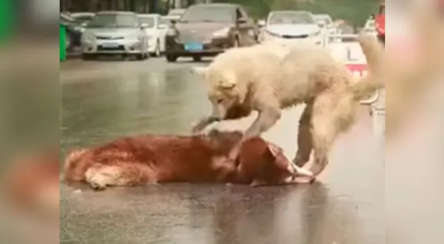 Fiel compañero no se movió del lado de su amigo Fiel compañero no se movió del lado de su amigo