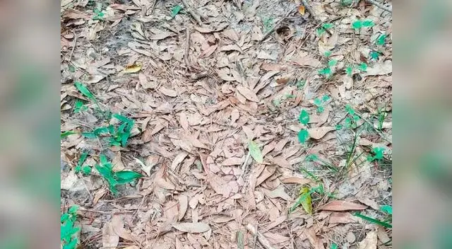 nuevo reto visual se viraliza en las redes sociales