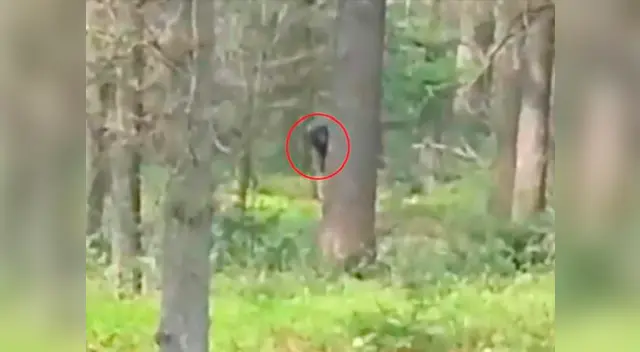 La criatura aún es un misterio no resuelto en YouTube La criatura aún es un misterio no resuelto en YouTube