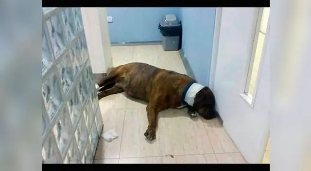 'Scooby' sufrió brutal ataque a la salida del estadio de la Unsa 'Scooby' sufrió brutal ataque a la salida del estadio de la Unsa