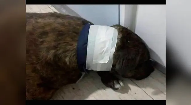 'Scooby' sufrió brutal ataque a la salida del estadio de la Unsa 'Scooby' sufrió brutal ataque a la salida del estadio de la Unsa