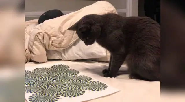 El gato pasó dramáticos momentos de angustia al mirar las ilusiones ópticas