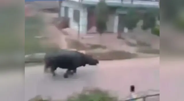 Furioso rinoceronte caza a los humanos en una aldea