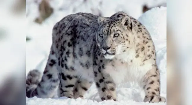El leopardo de las nieves es un animal muy escurridizo y es perfecto camuflándose para capturar a sus presas