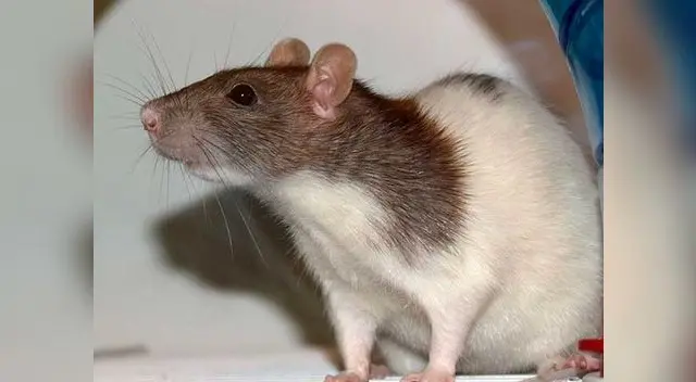 Se realiza con éxito el primer trasplante de cabeza en una rata