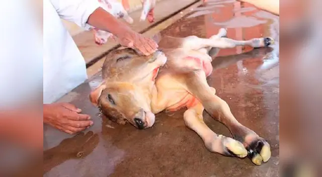 Carnero con dos cabezas nació  en El Camal de la Municipalidad de Canchis