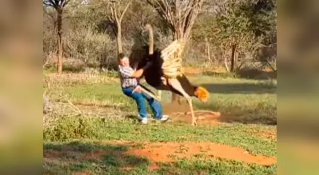 Avestruz golpea con furia a hombre en Sudáfrica Avestruz golpea con furia a hombre en Sudáfrica