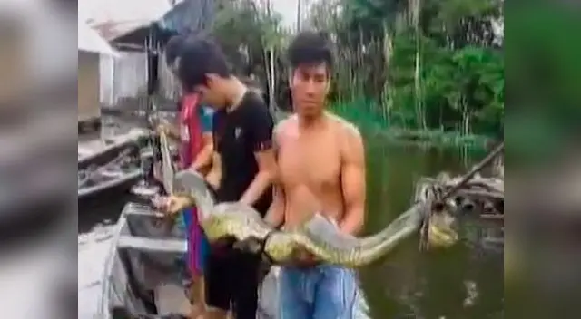 Boa tenía atemorizados a pobladores del caserío de San Francisco 