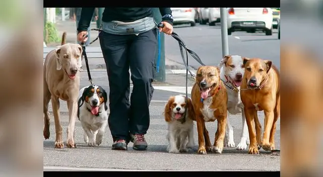 Vecinos de la Molina y San Borja solo podrán tener dos mascotas en sus viviendas Vecinos de la Molina y San Borja solo podrán tener dos mascotas en sus viviendas
