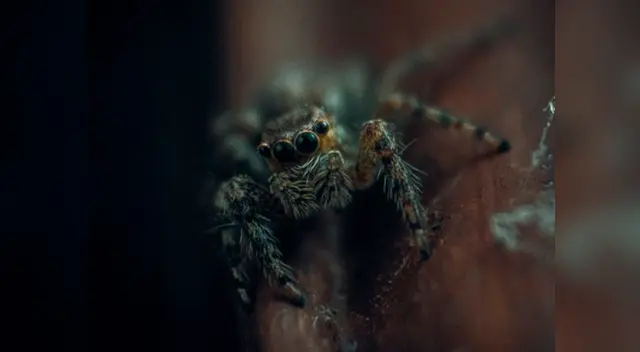 La araña dejó helado al exterminado que lleva 20 años en el negocio