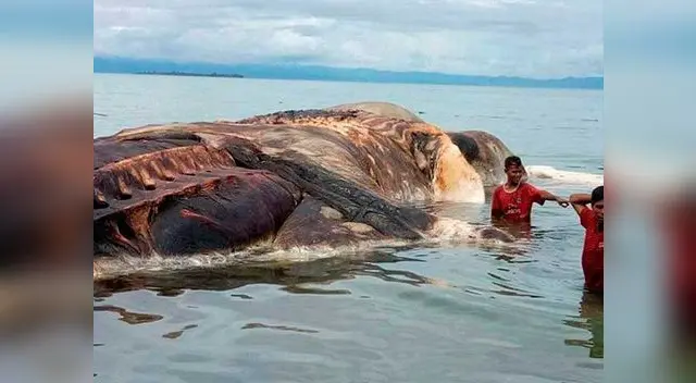 El cadáver de una gigantesca criatura aterra a científicos