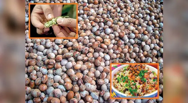 El frejol chivatito ES UN GRAN ALIADO DE LA NUTRICIÓN