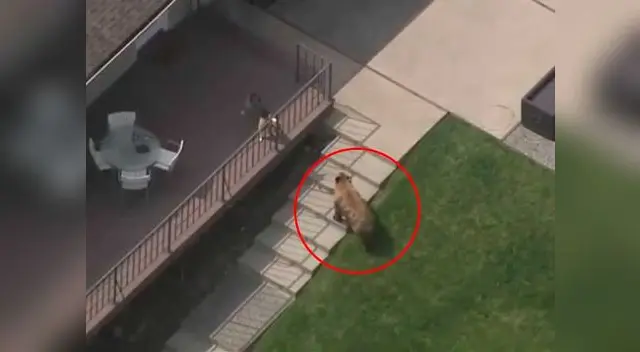 Valiente perro expulsa a un gran oso de su casa Valiente perro expulsa a un gran oso de su casa