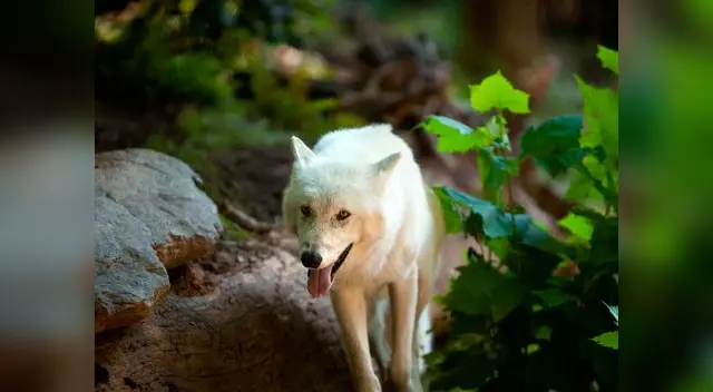 El lobo blanco de Yellowstone es un animal poco común El lobo blanco de Yellowstone es un animal poco común