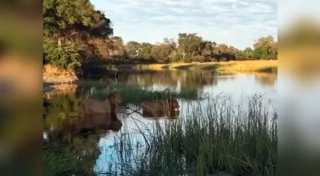 León se enfrenta a cocodrilo para salvar a su hermano menor León se enfrenta a cocodrilo para salvar a su hermano menor