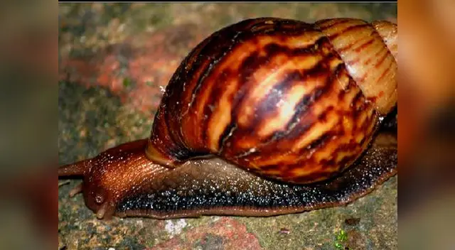 Los caracoles gigantes africanos simbolizan un riesgo para los seres humanos