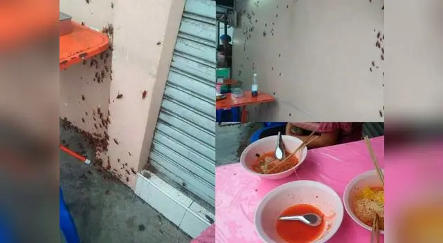 Cucarachas se apoderan de un puesto de comida