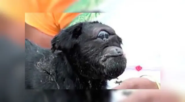 'Cabra cíclope' es la nueva sensación de la red social YouTube 'Cabra cíclope' es la nueva sensación de la red social YouTube