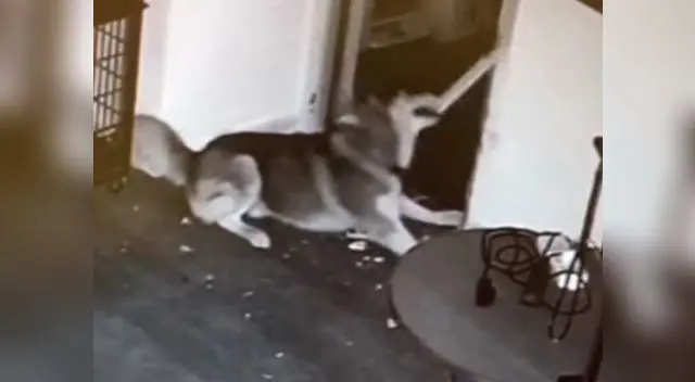 Un perro siberiano escapa de su jaula para liberar a todos sus compañeros Un perro siberiano escapa de su jaula para liberar a todos sus compañeros