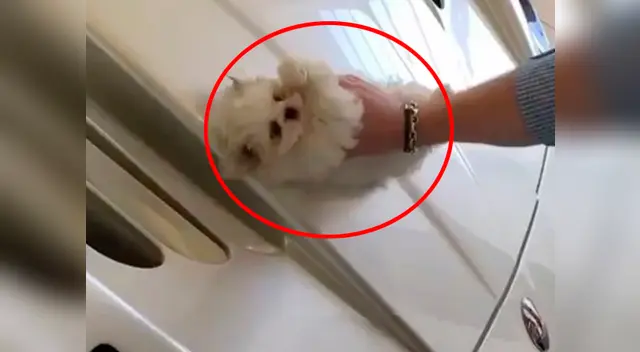 El pequeño can usado como un trapo El pequeño can usado como un trapo