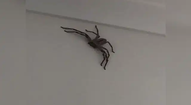 Araña gigante