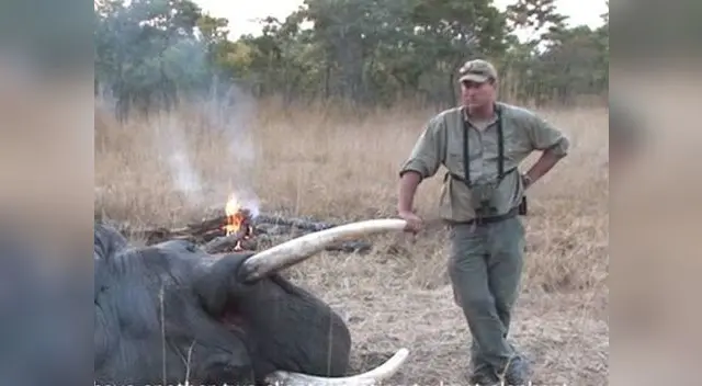 Cazador encuentra trágico final luego de disparar contra las crías de una elefante
