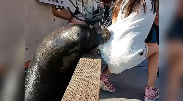 La mordida de un lobo marino puede ser letal
