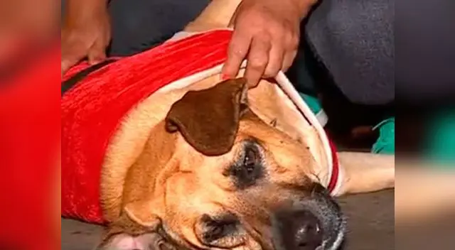 Ladrones doparon a un perro para poder robar casa Ladrones doparon a un perro para poder robar casa