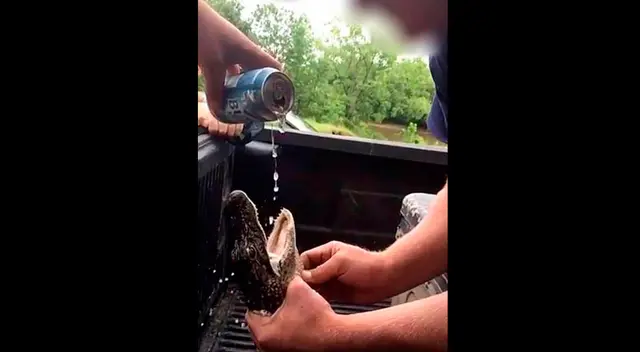 Dos jóvenes emborrachan a lagarto en Estados Unidos Dos jóvenes emborrachan a lagarto en Estados Unidos