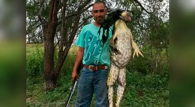 Cazador atrapó a gigantesca rana