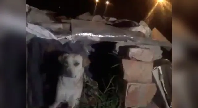 El perro se llevó la peor parte pues perdió su casita El perro se llevó la peor parte pues perdió su casita