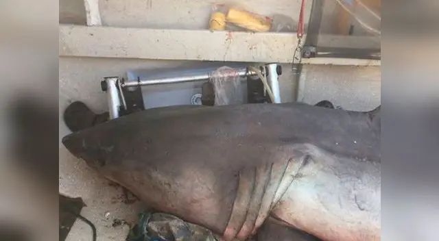 Tiburón de 3 metros invade el barco de un anciano que se encontraba pescando Tiburón de 3 metros invade el barco de un anciano que se encontraba pescando