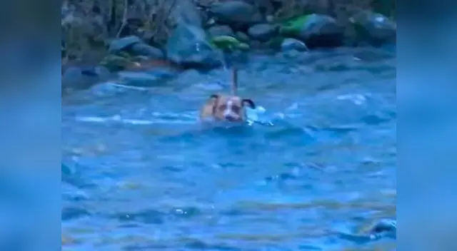 El dueño de un perro quedó sorprendido cuando su mascota le trajo esto