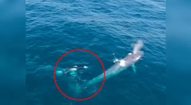 Captan el preciso momento en que un grupo de orcas ataca a una ballena azul Captan el preciso momento en que un grupo de orcas ataca a una ballena azul