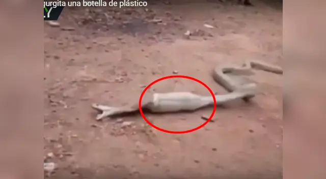 La serpiente estaba muy hinchada y no podía moverse