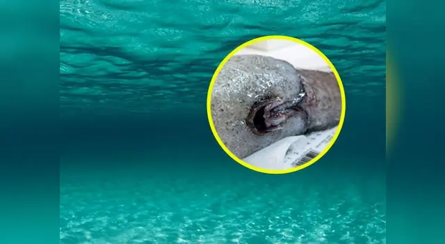 Australianos realizan gran descubrimiento en el fondo marino Australianos realizan gran descubrimiento en el fondo marino
