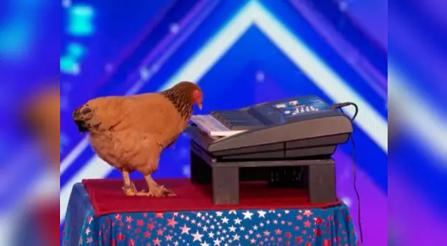 Gallina asombra con su talento para tocar el piano