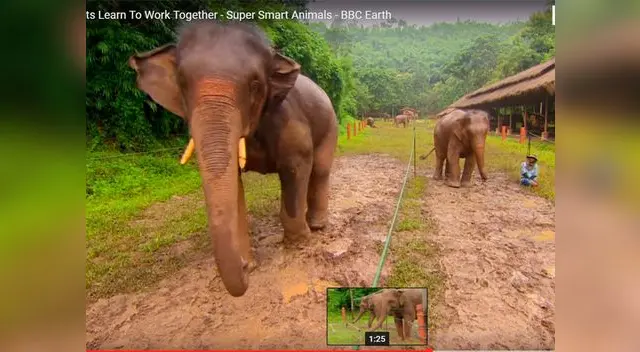 Elefantes asombran con su inteligencia Elefantes asombran con su inteligencia