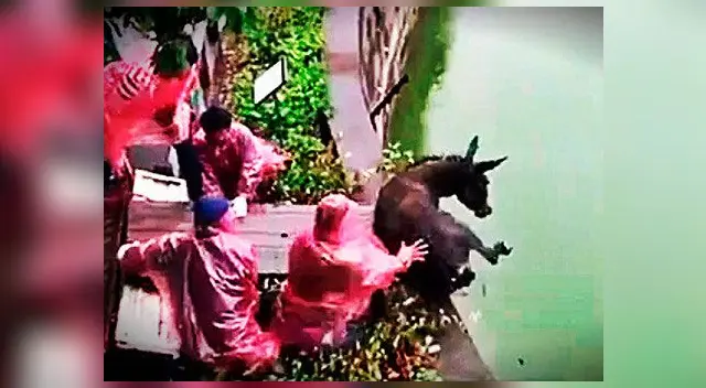 Instante en que el burro es lanzado al estanque donde estaban los tigres