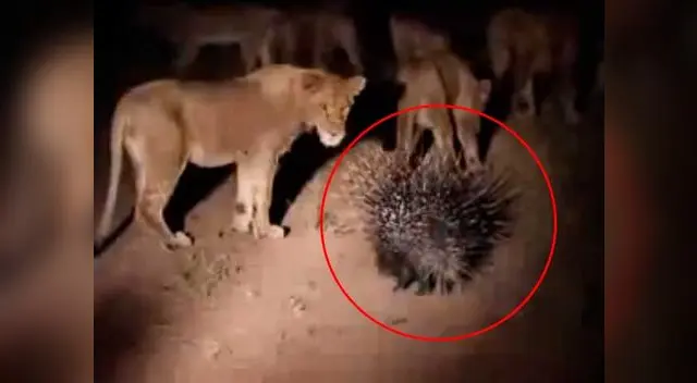Épica batalla entre un puercoespín y una manada de leones