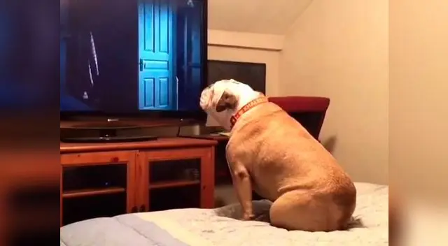 Mira la curiosa reacción de un perro al ver una película de terror