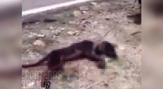 El indefenso animal recibía un cruel castigo